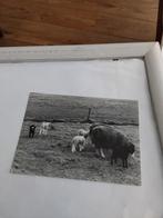 SCHAPEN, Ophalen of Verzenden, Sterren en Beroemdheden