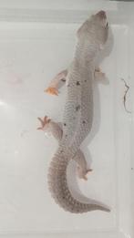 Luipaardgekko 1.0 (man), Dieren en Toebehoren, Reptielen en Amfibieën, Hagedis, Tam, 3 tot 6 jaar