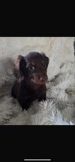 Te koop mooie Dwerg Teckel pup (tekkel), Dieren en Toebehoren, Honden | Teckels en Dashonden, Reu, CDV (hondenziekte), 8 tot 15 weken