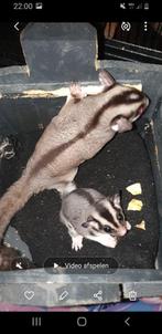Sugar gliders 3x, Dieren en Toebehoren, September, Meerdere dieren