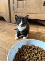 Kitten, Dieren en Toebehoren, 0 tot 2 jaar