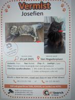 Noorse boskat vermist in Huizen, Kat