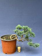 Bonsai Juniperus Chinensis, In pot, Bloeit niet, Halfschaduw, Minder dan 100 cm