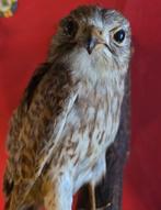 Opgezette torenvalk taxidermie, Ophalen of Verzenden, Gebruikt, Vogel, Opgezet dier