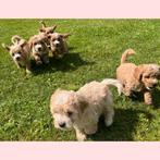 Prachtige Maltipoo pups, nog 1 reutje beschikbaar!, Dieren en Toebehoren, Honden | Chihuahua's en Gezelschapshonden, CDV (hondenziekte)