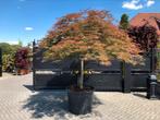 Acer palmatum dissectum atrop japanse esdoorn op stam XXXL, Ophalen, Halfschaduw, 100 tot 250 cm