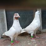 Hoogvliegers., Meerdere dieren