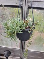 String of bananas   senecio radicans, Huis en Inrichting, Kamerplanten, Ophalen of Verzenden, Halfschaduw, Minder dan 100 cm