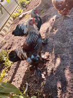 Brahma hanen 4 stuks, Dieren en Toebehoren, Pluimvee, Mannelijk, Kip