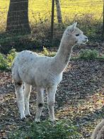 Te koop alpaca dekhengst, Dieren en Toebehoren, Mannelijk, Voor 1 juli 2024