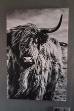 Canvas wanddecoratie Schotse Hooglander, Ophalen, Zo goed als nieuw, Schilderij, 75 cm of meer