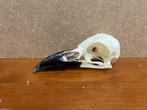 Schedel zwarte kraai, Verzamelen, Dierenverzamelingen, Ophalen of Verzenden, Nieuw, Vogel, Schedel