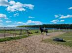 Aangeboden: Paddock paradijs, stal met uitloop, Dieren en Toebehoren, Stalling en Weidegang