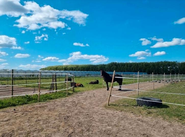 Aangeboden: Paddock paradijs, stal met uitloop, Dieren en Toebehoren, Stalling en Weidegang