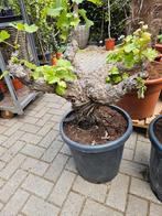 Prachtige druif op oude stam vanaf 25 euro, Ophalen of Verzenden, Volle zon, Overige soorten