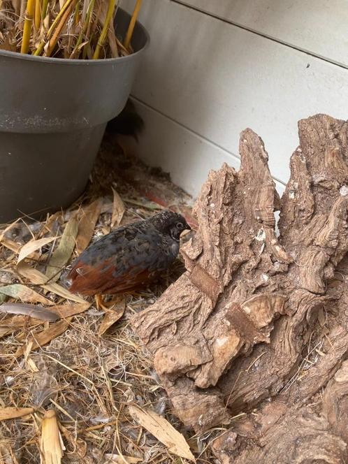 Chinese dwergkwartels (hennen en hanen), Dieren en Toebehoren, Vogels | Overige Vogels, Tropenvogel, Meerdere dieren