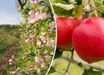 Voedselbos beginnen? Nu planten straks vruchten!, Tuin en Terras, Planten | Bomen, In pot, Lente, Overige soorten, Volle zon