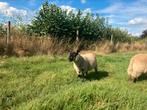 Ooilammeren, Dieren en Toebehoren, Mannelijk, Geit