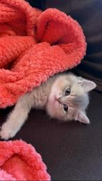 Britse korthaar kittens, Meerdere dieren, Ontwormd