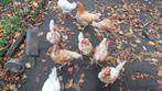 Legkippen te koop., Dieren en Toebehoren, Pluimvee, Vrouwelijk, Kip