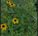 Rudbeckia Triloba - vaste plant, Tuin en Terras, Planten | Tuinplanten, Ophalen, Zomer, Vaste plant, Overige soorten
