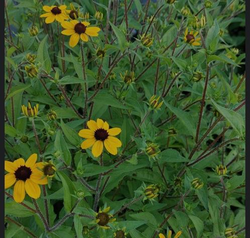 Rudbeckia Triloba - vaste plant, Tuin en Terras, Planten | Tuinplanten, Vaste plant, Overige soorten, Zomer, Ophalen