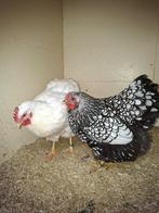 2 grote wyandotte hennen, Vrouwelijk, Kip