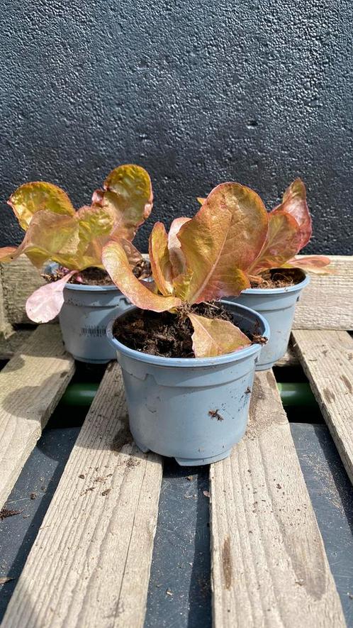 Kropsla rood plantjes, Tuin en Terras, Planten | Tuinplanten, Eenjarig, Groenteplanten, Volle zon, Zomer, Ophalen