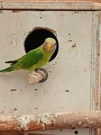 Te koop: Pruimekop, Dieren en Toebehoren, Geslacht onbekend, Parkiet, Geringd