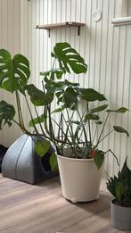 Kamerplant + bak, Ophalen of Verzenden, Overige soorten, Minder dan 100 cm