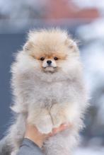 Reu fci stamboom 23-09-25 POMERANIAN POMERIAAN DWERGKEES, Dieren en Toebehoren, Keeshond, 15 weken tot 1 jaar, Reu, Buitenland