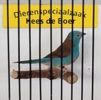 Blauwkop blauwfazant man, Dieren en Toebehoren, Mannelijk, Geringd