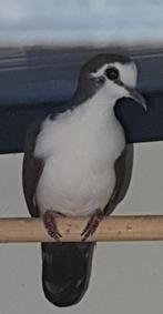 Tamboerijnduif, Dieren en Toebehoren, Vogels | Duiven, Meerdere dieren, Overige soorten