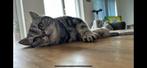 Britse korthaar silver tabby, Dieren en Toebehoren, Katten en Kittens | Raskatten | Korthaar, Poes, Gechipt, 3 tot 5 jaar