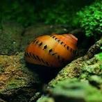 Neritina semiconica red spotted unionsnail  algenetende slak, Slak of Weekdier