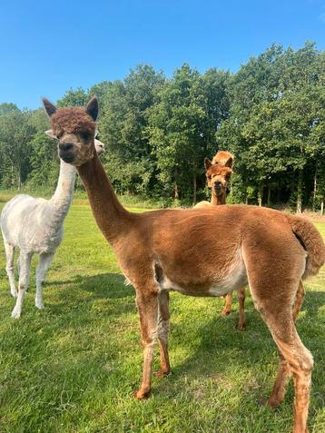 Alpaca Top Dutch: Prachtige hoogdrachtige merrie beschikbaar voor biedingen
