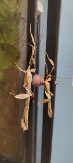 Mannetjes flappentakken, Dieren en Toebehoren, Overige soorten