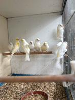 6 koppel geel mozaïek kanaries, Meerdere dieren, Kleurkanarie