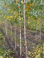 Berken . Elzen . Liquidambar. Plataan ., Ophalen of Verzenden, Volle zon, Overige soorten, 100 tot 250 cm