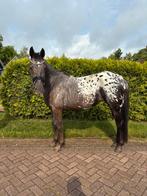 Super brave grote D pony te koop, Dieren en Toebehoren, Pony's, Merrie, Dressuurpony, Zadelmak, 3 tot 6 jaar