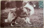 prachtige hond schotse Collie Colley  TUCK pc 1917, Verzenden, Voor 1920, Gelopen, Overige thema's