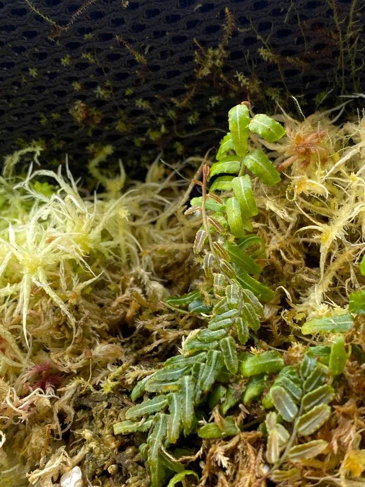 Marcgravia sp. White Line, Huis en Inrichting, Kamerplanten, Ophalen of Verzenden