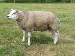 Texelaar stamboek rammen, Dieren en Toebehoren, Schapen, Geiten en Varkens, Mannelijk, Schaap