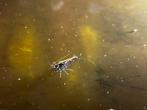 Garnalen Blue Shrimp Blue Dream Blue Velvet 1 euro!, Dieren en Toebehoren, Vissen | Aquariumvissen, Kreeft, Krab of Garnaal, Zoetwatervis