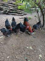 Foktoom overjarige raszuivere Marans kippen, Dieren en Toebehoren, Vrouwelijk, Kip