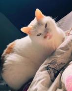 Lieve volwassen kater te koop, Dieren en Toebehoren, Kater, Gechipt, 6 jaar of ouder
