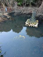 Goudvissen gratis af te halen!, Goudvis(sen)