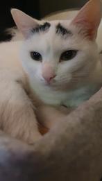 Wie geeft Bella een gouden mandje?, Dieren en Toebehoren, Katten en Kittens | Overige Katten, Poes, Kortharig, 0 tot 2 jaar