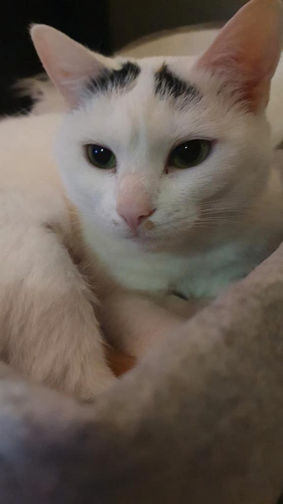 Wie geeft Bella een gouden mandje?, Dieren en Toebehoren, Katten en Kittens | Overige Katten, Kortharig, Poes, 0 tot 2 jaar