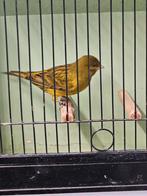 Groene kanarie man, Mannelijk, Kleurkanarie